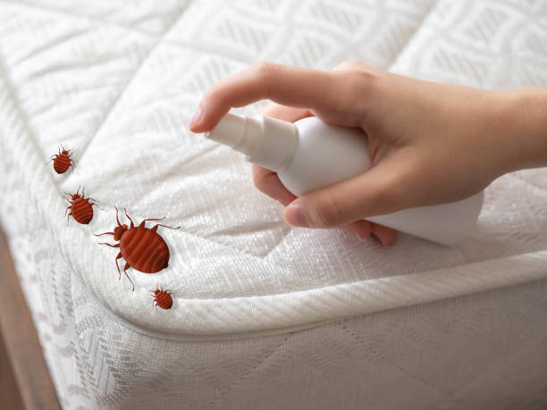 Best Termite Control Services  in Nashville, AR